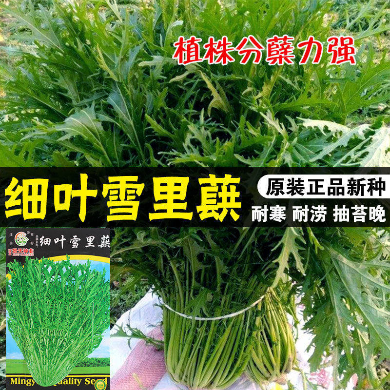 细叶雪里蕻种子雪里红种籽雪里红菜籽秋季高产特菜芥菜籽蔬菜种孑