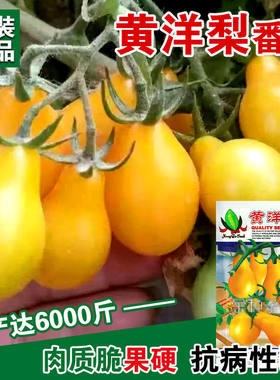 黄洋梨番茄种子大西红柿黄番茄樱桃黄洋梨柿子四季阳台蔬菜水果
