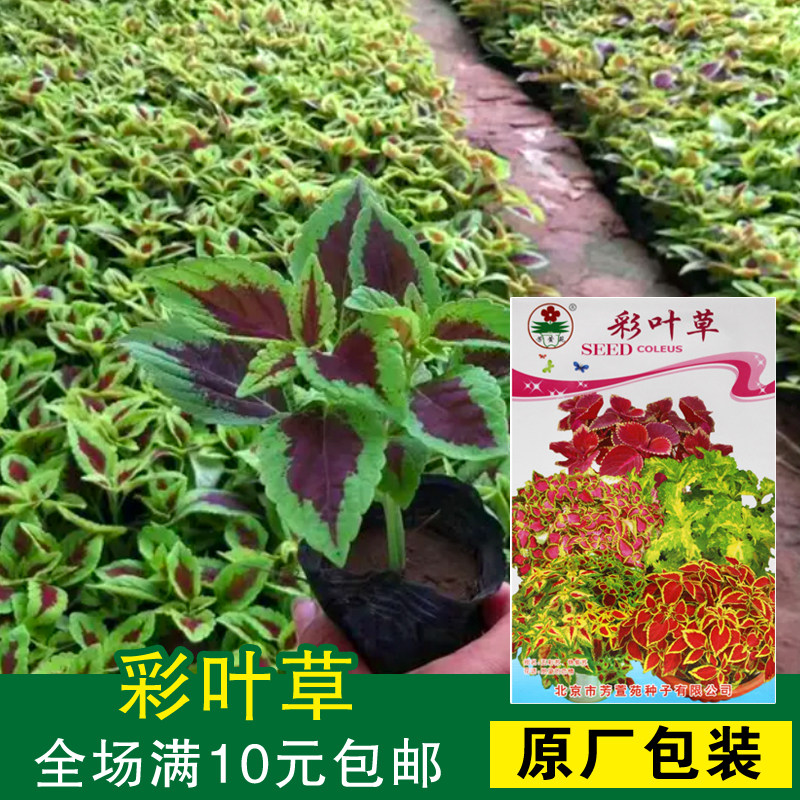 花种子 花卉绿植小盆栽 室内阳台 鲜花种子 彩叶草 特价免邮