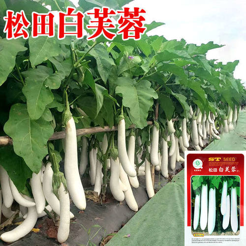 白茄子价格 白茄子图片 星期三