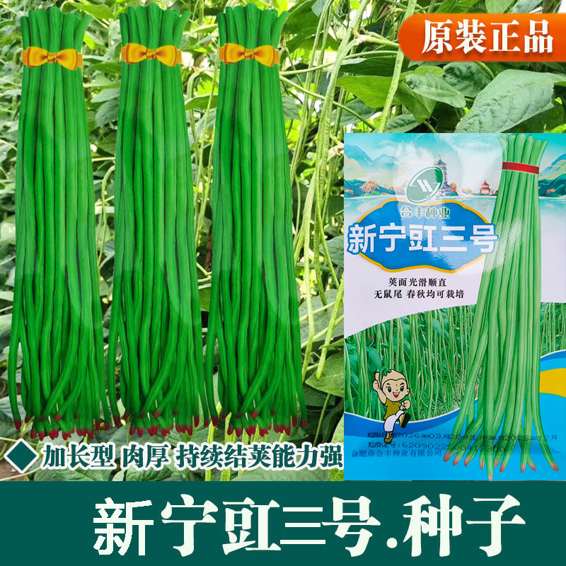 宁江三号豇豆种子特长图片