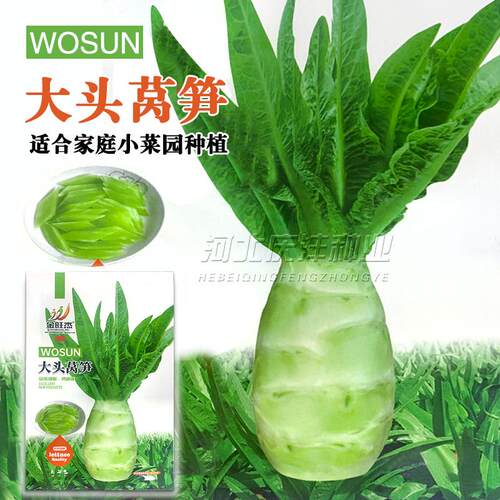 高产大头莴笋种子耐高温四季