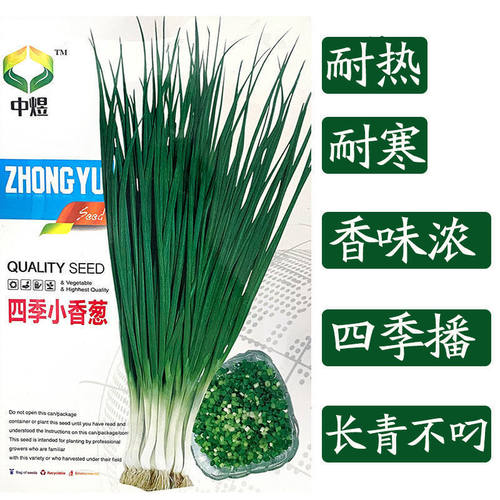 上海夏季蔬菜种孑小香葱