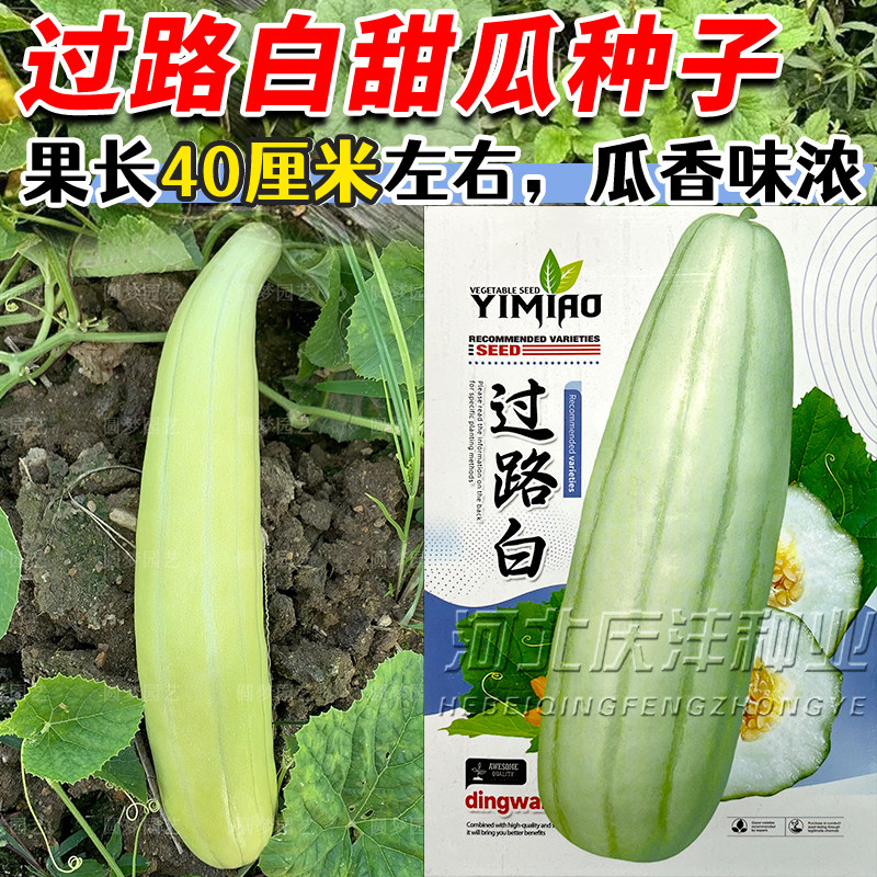 过路白长酥瓜老品种菜瓜种子籽白皮青皮甜瓜香瓜高产瓜果甜瓜种孑