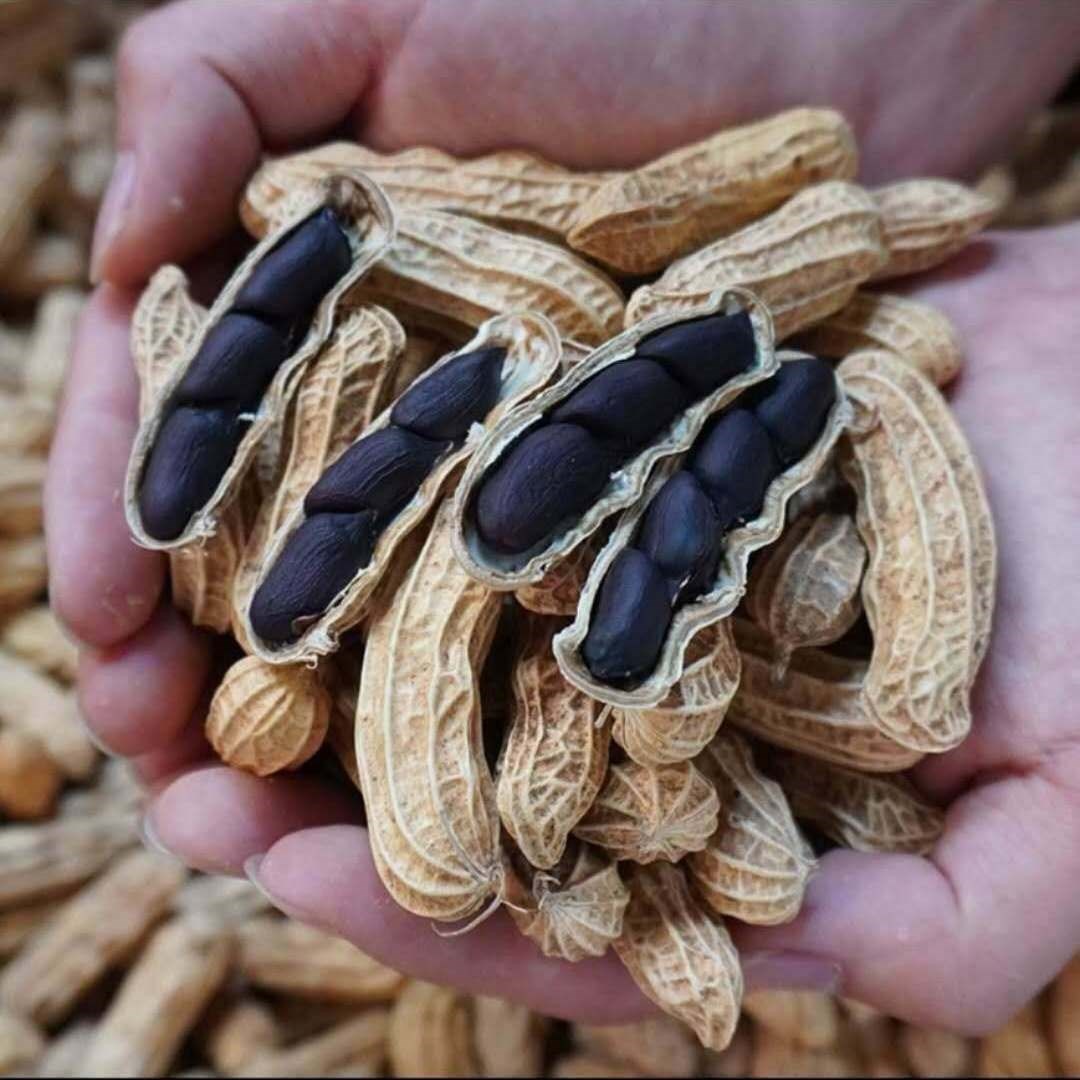 黑花生带壳云南普洱原味绿宝图片