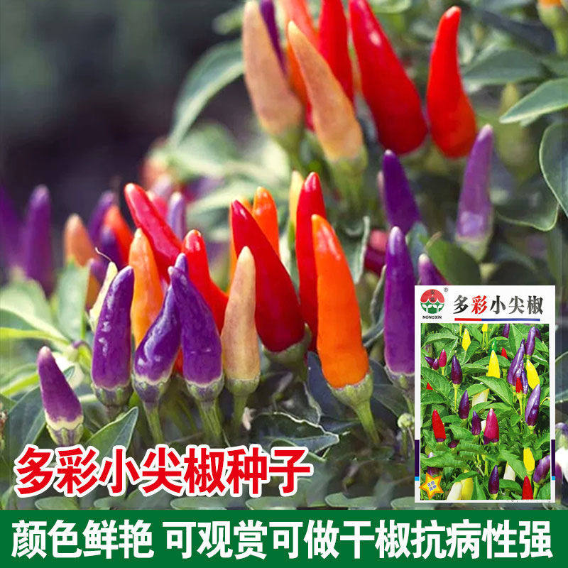 多彩小尖椒种子观赏七彩辣椒籽春季四季盆栽辣味浓抗病多色朝天椒,鲜花速递/花卉仿真/绿植园艺,家庭园艺种子,淘宝优惠券,粉丝福利购,淘宝优惠卷