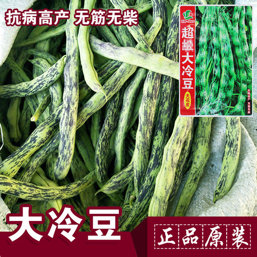 【花皮豆角种子】高产四季豆架