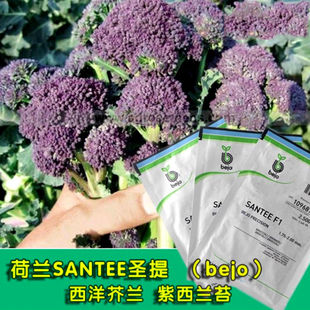 西兰苔种子西洋芥兰小西兰花芦笋青花菜笋秀兰芥蓝籽四季春季