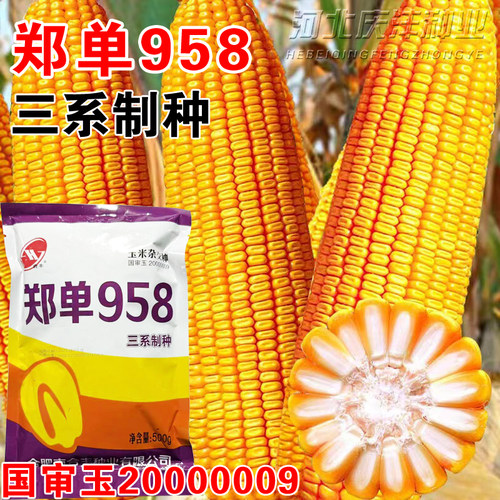 玉米种子/种苗