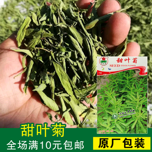 四季播种甜味植物 甜叶菊种子 香草种子可泡茶阳台花种 花卉种子