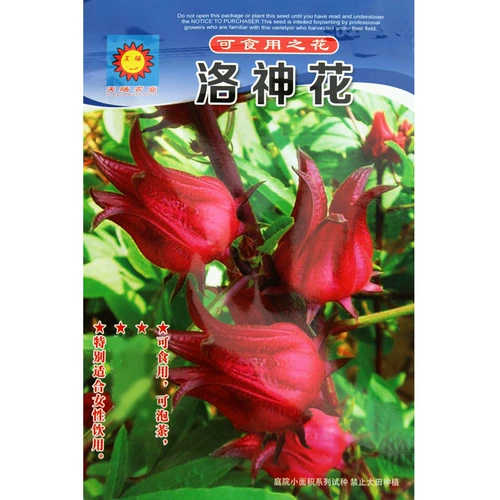 Семена цветов Розель Семена розеллы Розель Чай Фруктовый пейзаж Семена цветов, посеянные весной на четыре сезона