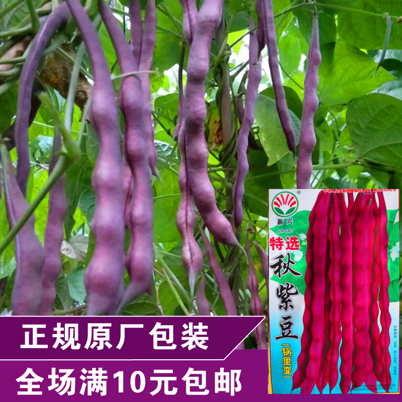 蔬菜种子 大包装 特选秋紫豆 锅里变 架芸豆角 春秋播 高产抗病