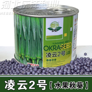 水果黄秋葵种子凌云2号黄秋葵油绿一号春夏秋菜农杂交黄秋葵种籽