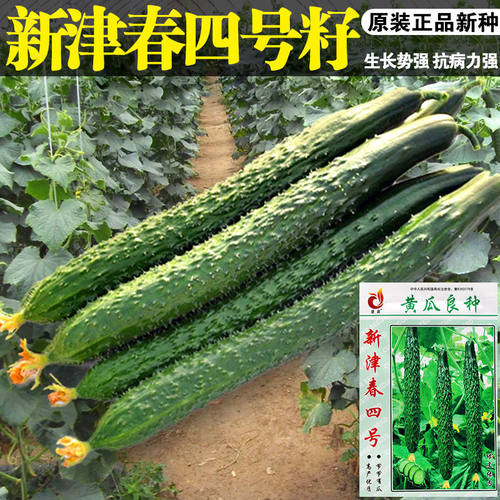 新津春四号黄瓜种子绿瓤高产耐寒