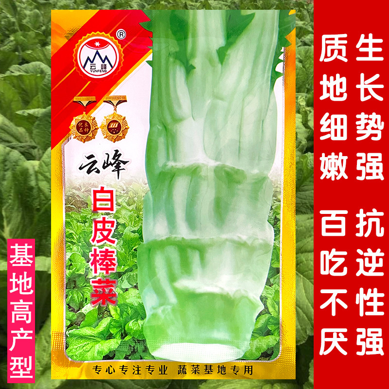 农家白皮笋子叶芥菜头籽春季种孑图片