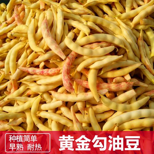 早熟黄金钩豆角种子地油豆