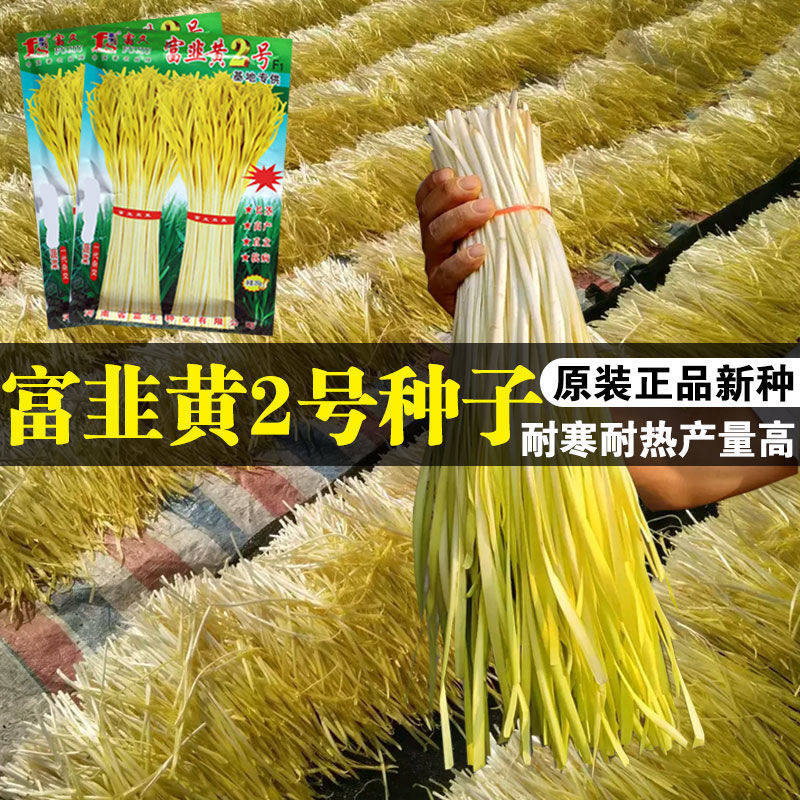 富韭黄2号韭黄种子黄韭菜籽高产农家大田韭黄籽秋冬四季蔬菜种孑