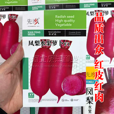 风梨水果萝卜种子红皮红肉
