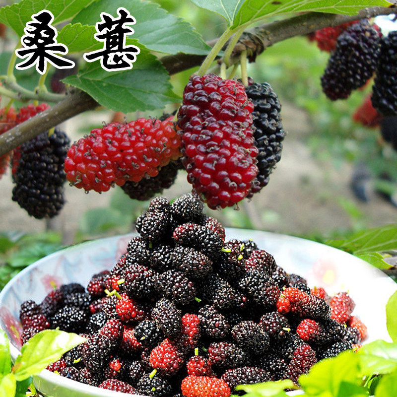 桑葚种子 春秋四季水果种子 盆栽花种子口感佳桑葚树果桑马桑酸甜