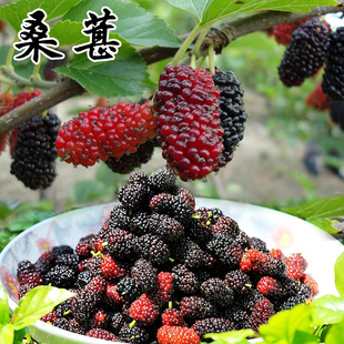 桑葚种子 春秋四季水果种子 盆栽花种子口感佳桑葚树果桑马桑酸甜