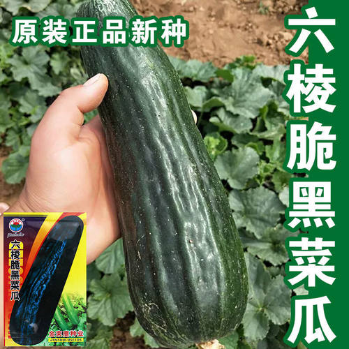 六棱中熟水果籽酥脆爽口夏季菜瓜