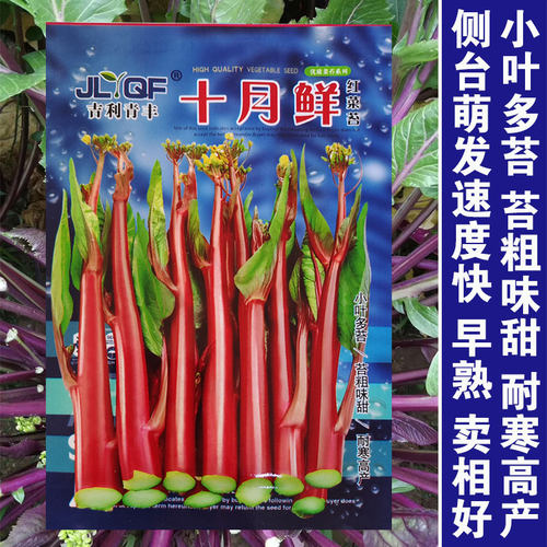 红菜苔种子种籽紫广东菜心紫菜苔四季增城迟蔬菜孑菜籽苗甜菜心