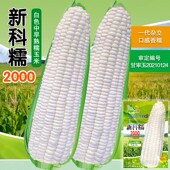 新科糯2000糯玉米种子早熟甜糯玉米大棒高产散装 糯玉米苞谷种子孑