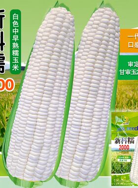 新科糯2000糯玉米种子早熟甜糯玉米大棒高产散装糯玉米苞谷种子孑