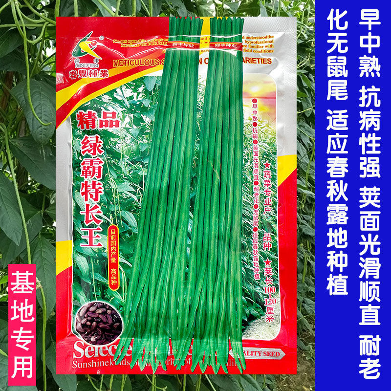 长豆角种子苗高产豇豆孑无架芸豆图片