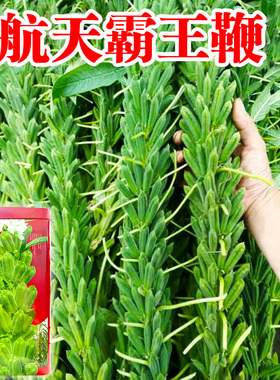 航天神芝王16/9芝麻种子白芝麻种籽蒴果八棱芝麻籽大田高产高油