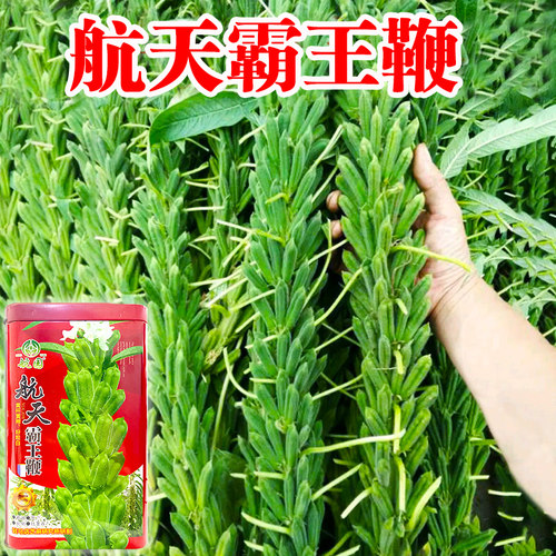 航天白芝麻蒴果八棱大田高油种子