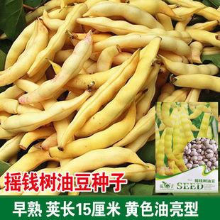 摇钱树油豆种子正宗黄金勾兔子翻白眼搭架豆角种籽早熟春季夏季籽