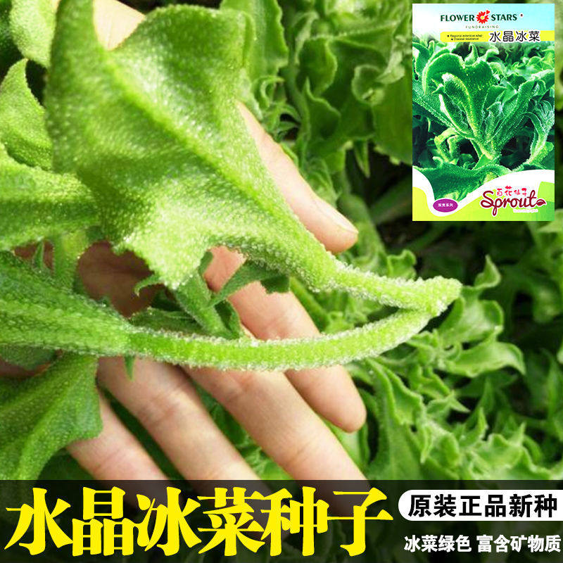 水晶冰菜种子四季播冰草特菜种籽农家蔬菜种孑阳台盆栽水晶菜种籽