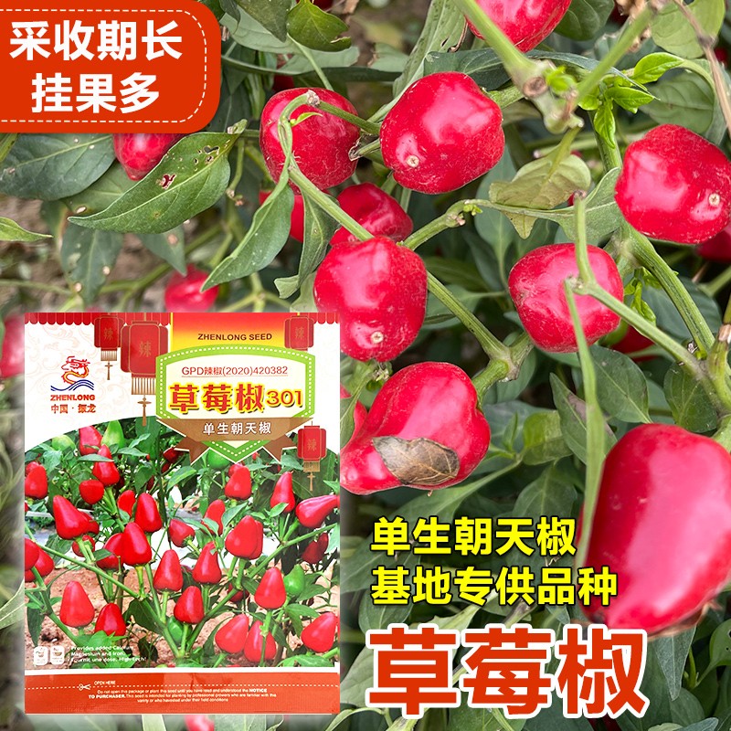 小草莓椒小辣椒种子香辣脆彩椒盆栽甜椒菜种现在种的四季春季秋