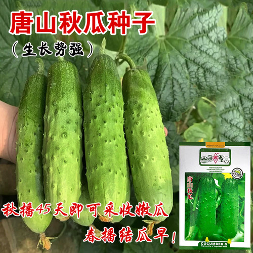 唐山秋瓜阳台盆栽耐高温蔬菜种籽