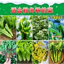 秋冬季 荠菜芹葱韭菜籽种孑籽 蔬菜种子大全菠菜香菜小白菜种籽四季