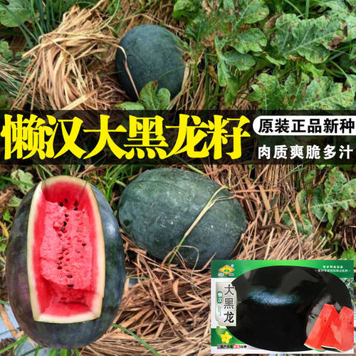 早熟品种蔬果口感好黑美人西瓜