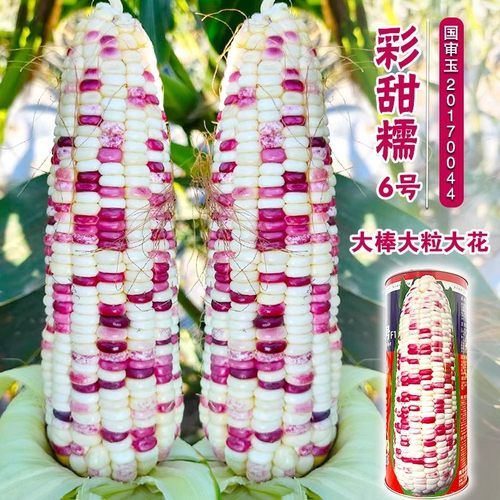 彩甜糯六号玉米种籽高产春秋大田杂交彩甜糯香花玉米种子春夏季播