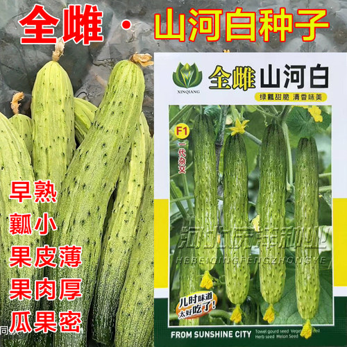 山河白黄瓜种子老品种全雌甜脆