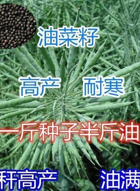 杂交矮杆耐寒抗倒伏早熟油菜花