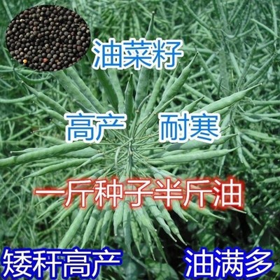 杂交矮杆耐寒抗倒伏早熟油菜花