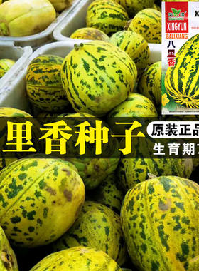 八里香蔬果甜瓜种子