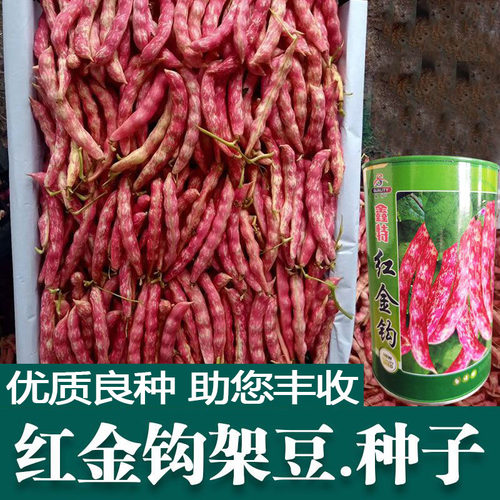 东北黄金勾红金钩豆角