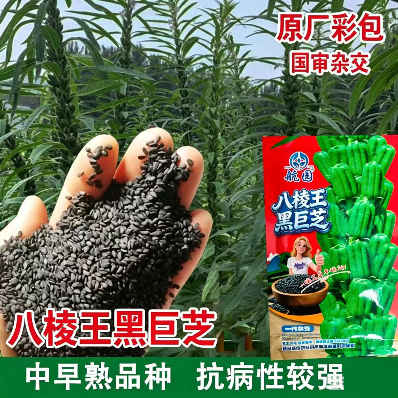 八棱王黑巨芝芝麻种子高油黑芝麻种籽抗病耐旱大田杂交白芝麻孑