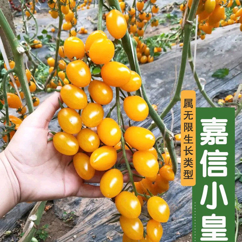 黄圣女果种子小番茄种籽超甜黄珍珠小西红柿超甜樱桃番茄高产盆栽