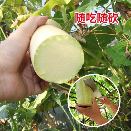 农家四季特大巨型菜瓜藤蔓种子