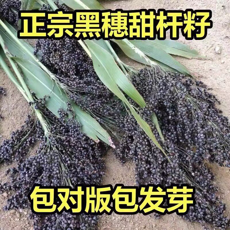 紫色甜杆种子东北稀有老品种黑大穗长节农家高粱籽春季夏季小甘蔗