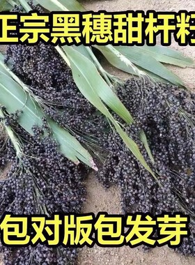 紫色甜杆种子东北稀有老品种黑大穗长节农家高粱籽春季夏季小甘蔗
