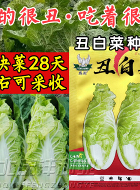 金丝白贵妃小白菜种子种孑