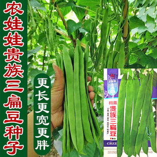 贵族三扁豆种子油豆豆角大扁豆种籽芸豆大刀豆庭院春秋季蔬菜种